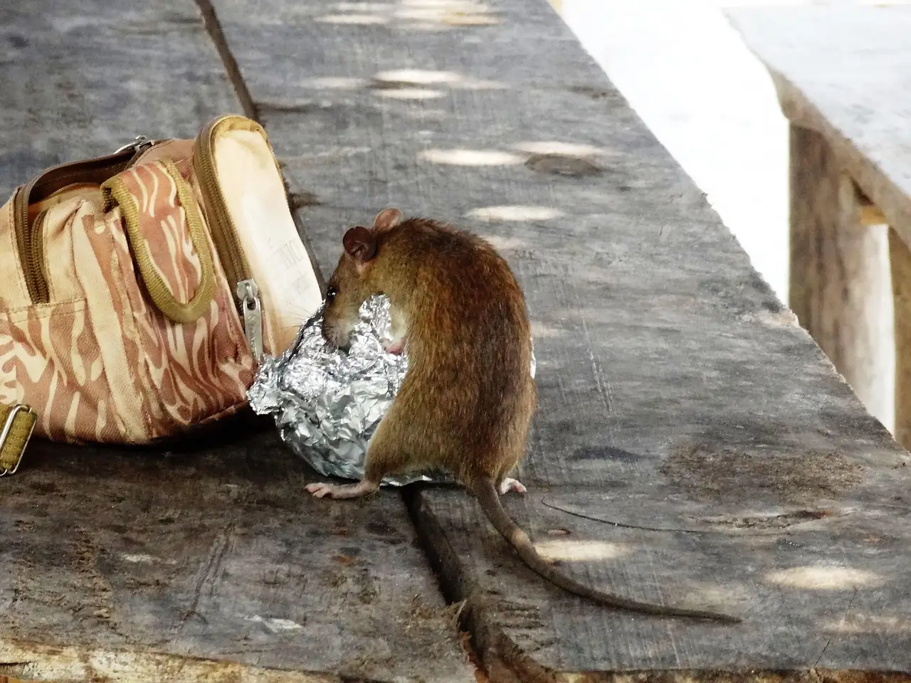 Rata comiendo restos de comida junto a un bolso, una plaga de roedores común en La Plata