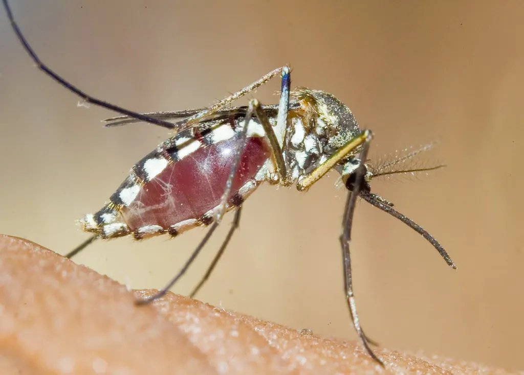 Mosquito picando la piel, el insecto que puede transmitir el dengue
